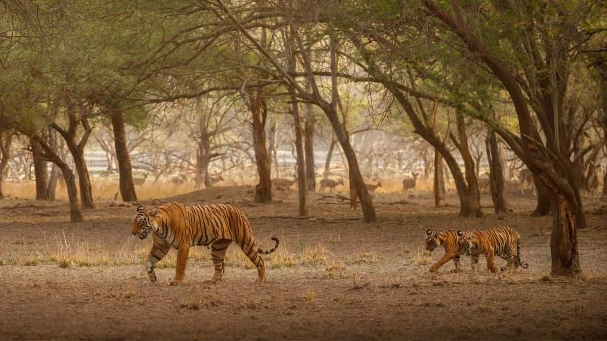 Karnataka Suspends Tiger Safari At THESE Two Reserves After 3 Tiger Attacks