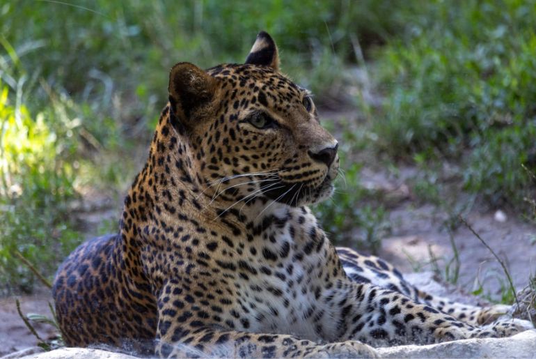 Animals in Tadoba National Park 