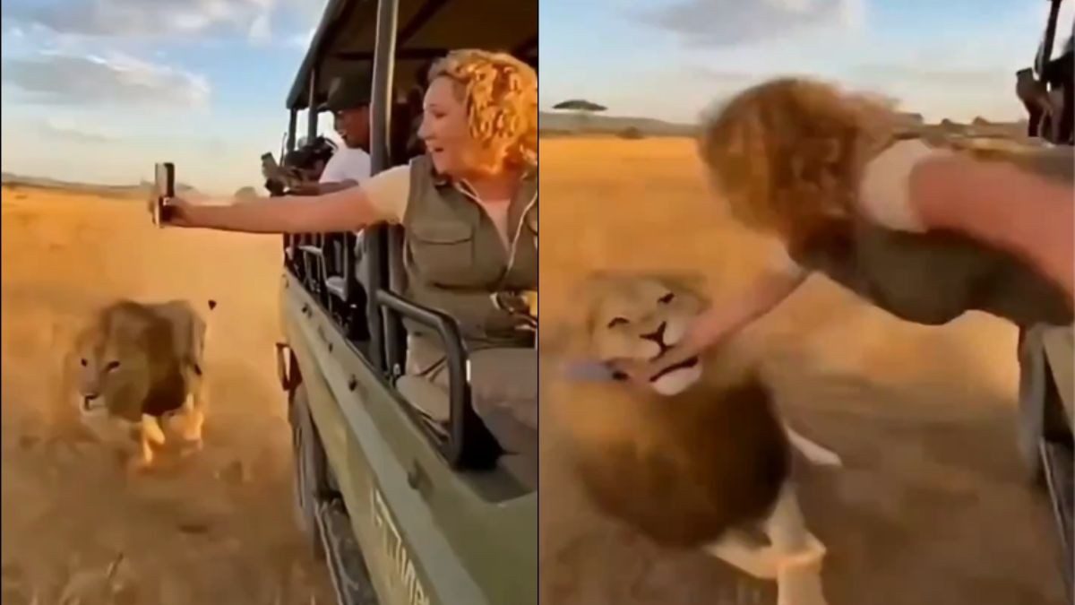 Fact Check: Did A Lion Attack A Woman Taking A Selfie On A Jungle Safari?