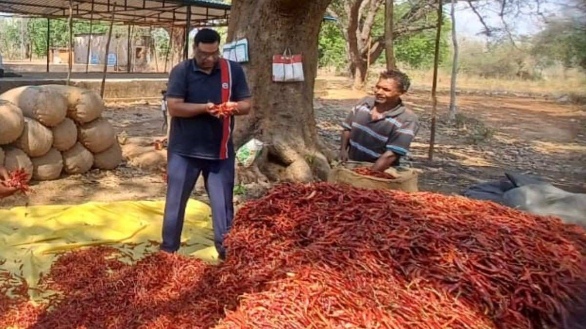 Why Is Odisha’s Famous Kuchinda Chilli Being Sidelined By Farmers? Will It Disappear Soon?