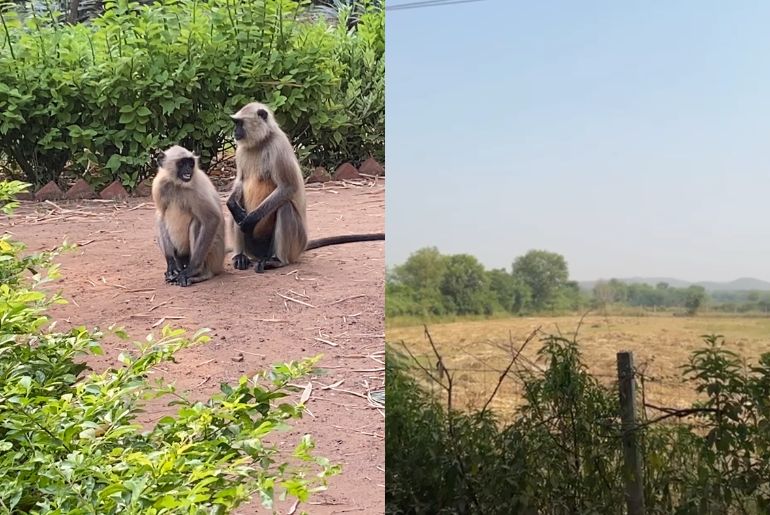 Ranthambore park trip