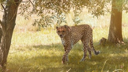 Project Cheetah: 8 Cheetahs From Botswana Set To Arrive At MP’s Kuno National Park By January 2026