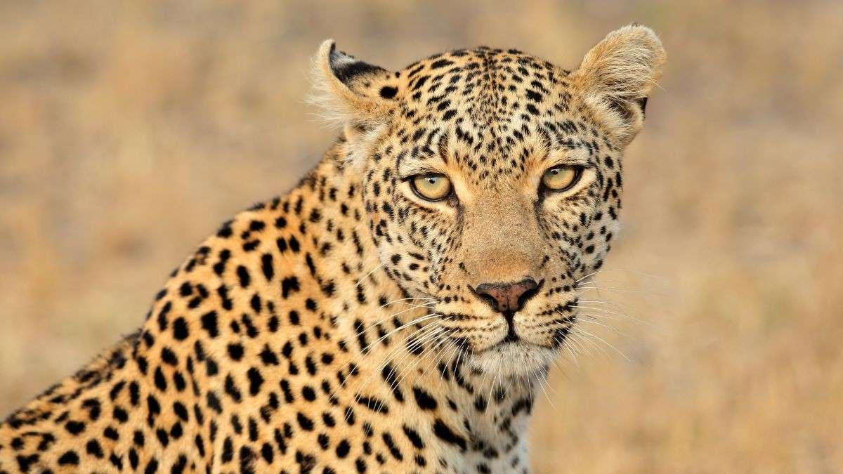 AI Warning Systems Installed In Manjri Wadi Village To Prevent Human-Leopard Conflicts In Pune
