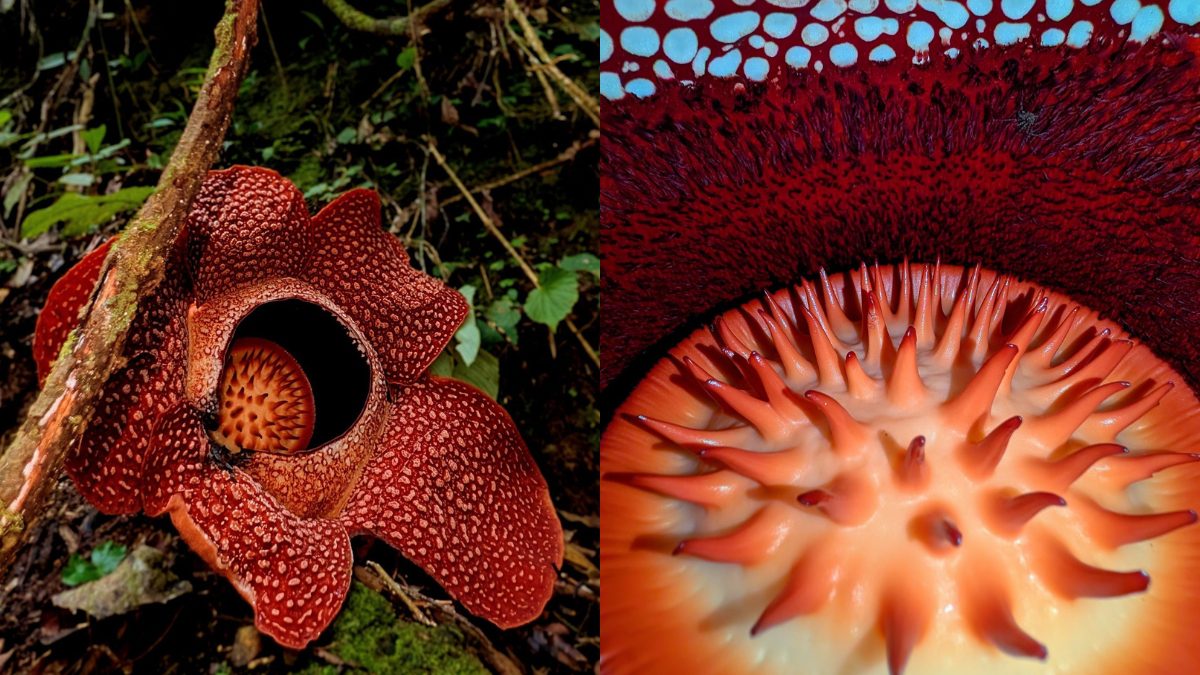 After 13 Yrs, Scientists Spot Rafflesia, The World’s Largest Flower Bloom In Sumatran Jungle