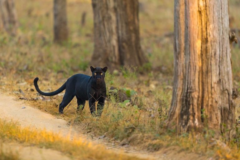 Top Wildlife photography destinations India