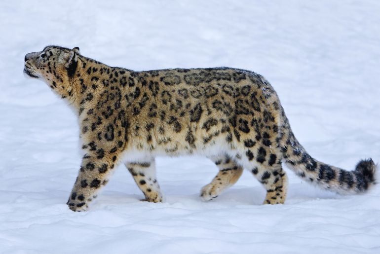 Top Wildlife photography destinations India