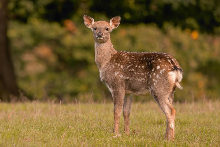 Animals in Tadoba National Park 