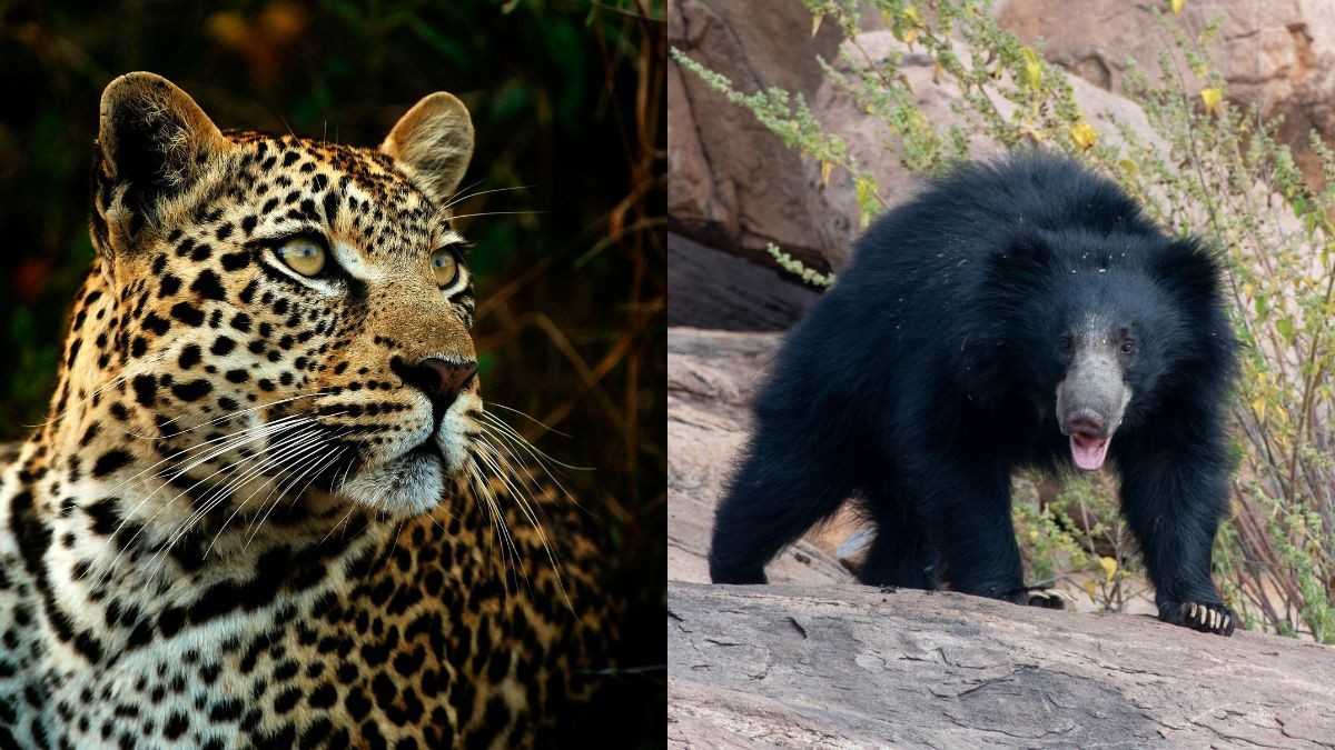 5 Top Wild Animals To Spot In Tadoba National Park Apart From Tigers