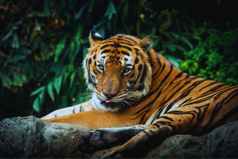 Top Wildlife photography destinations India