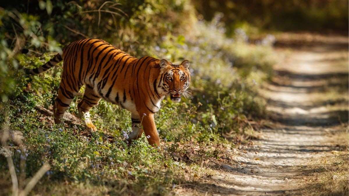 From Booking Early To Background Check: 5 Tiger Safari Tips Shared By A Wildlife Photographer