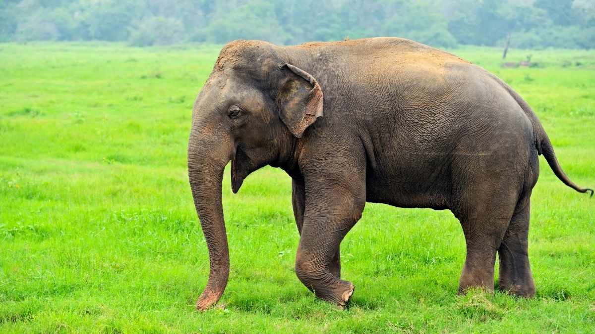 Tusker Killed By Speeding Train In Odisha’s Mayurbhanj, Incident Sparks New Concerns Over Wildlife Safety