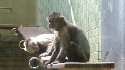 Bengaluru Airport Gets Unexpected Visitors: Two Monkeys Seen Roaming Inside Terminal 2 Premises