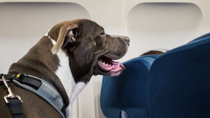 Italy Makes Air Travel Easier For Pet Parents: Bigger Dogs Can Now Fly In The Cabin