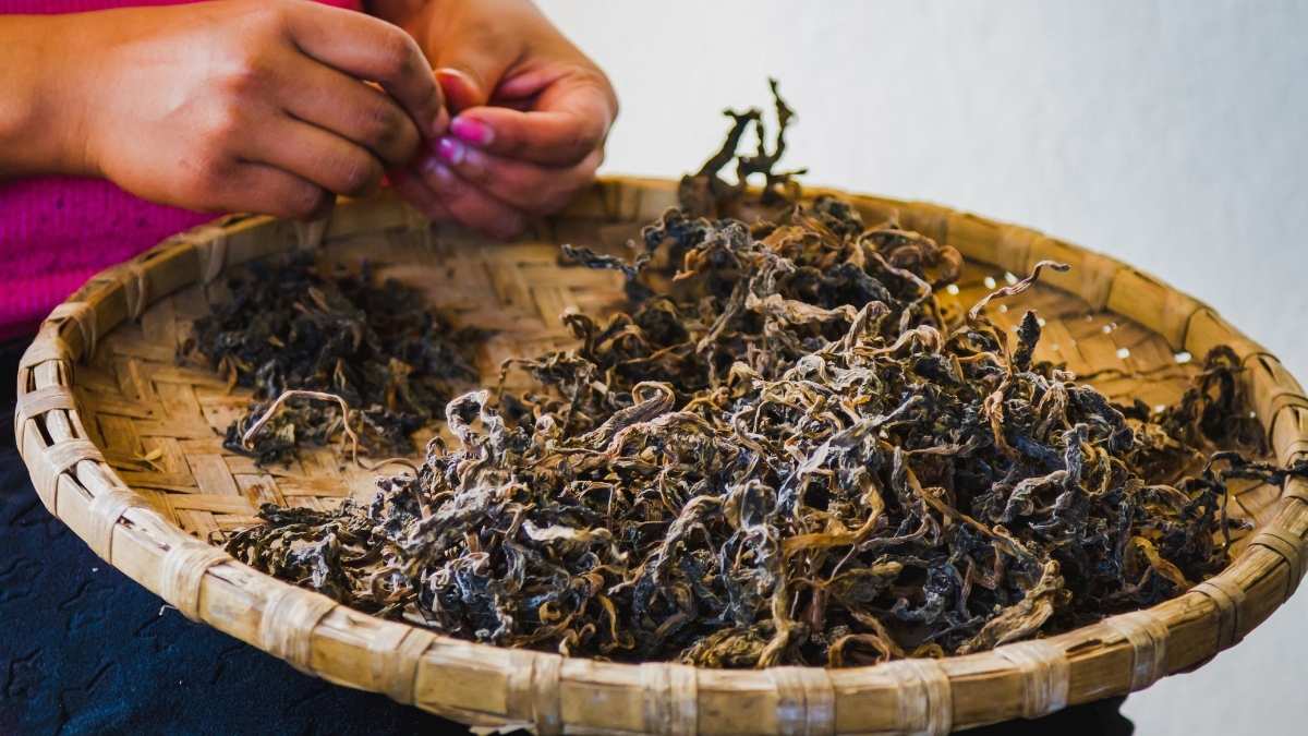 What Is Gundruk, A Vegetarian, Fermented Himalayan Delicacy With Numerous Health Benefits?