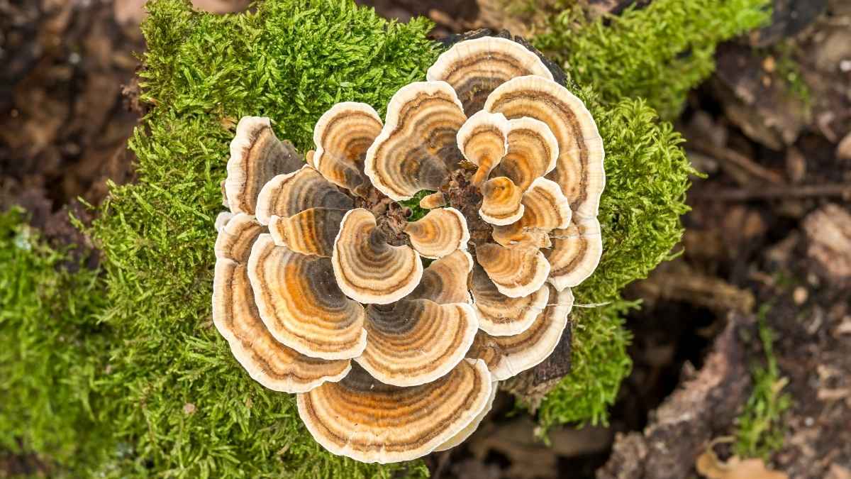 No More Single-Use Plastic! Scientists Invent Mushroom Wrapper That’s Edible