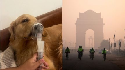 “Air So Sh*t Even My Dog’s Sick!,” Amid Delhi’s “Severe” AQI, Man Reveals His Golden Retriever Is On A Nebuliser