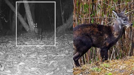 After 70 Yrs, Himalayan Musk Deer Spotted In West Bengal; Scientists Confirm With Photo Proof