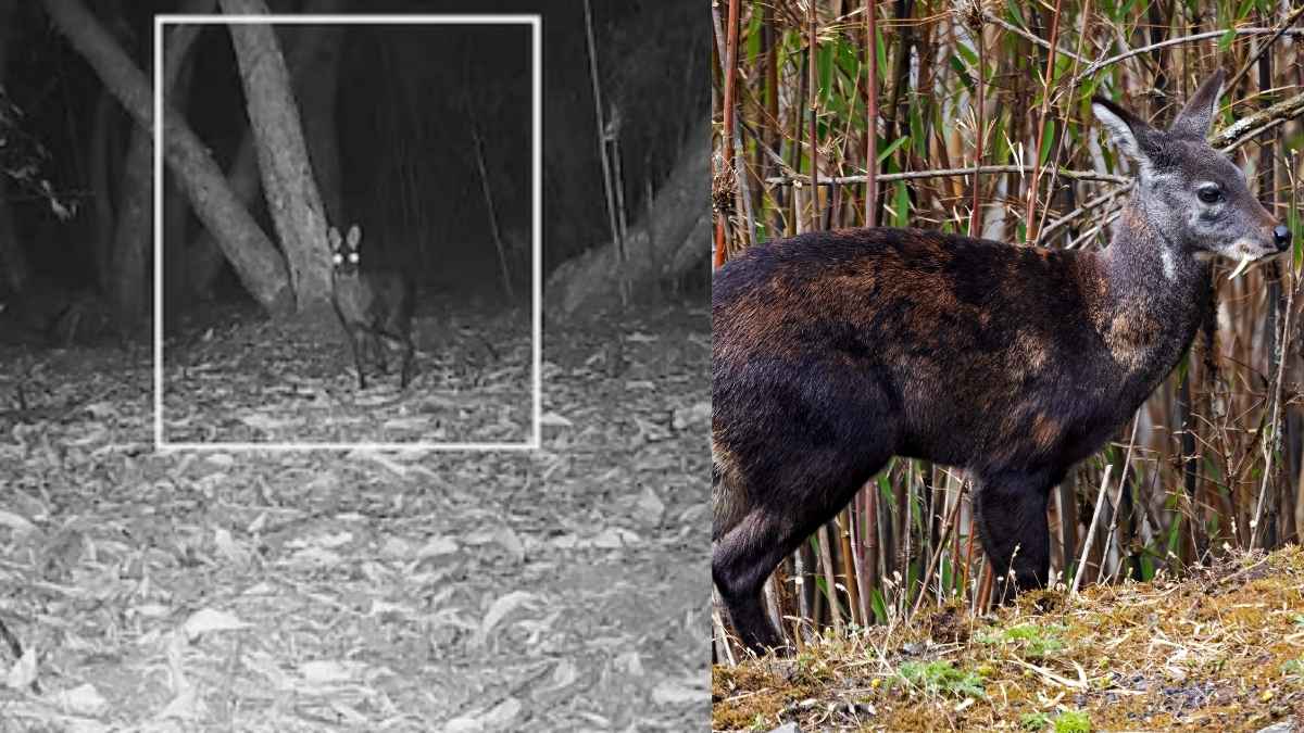 After 70 Yrs, Himalayan Musk Deer Spotted In West Bengal; Scientists Confirm With Photo Proof