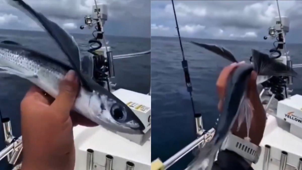 Fact Check: Is The Viral ‘Flying Fish’ Video Real Or AI? IFS Officer Reveals…