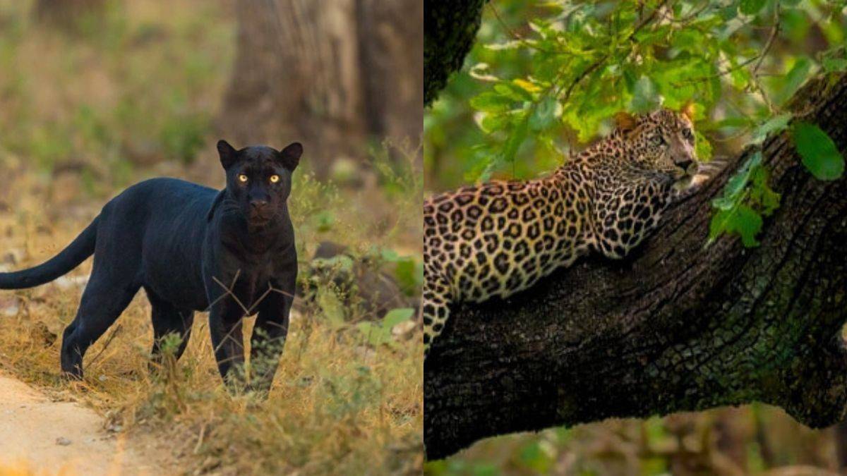 From Rare Black Panther To Leopards: 5 Animals To Spot In Kabini Wildlife Sanctuary, Karnataka