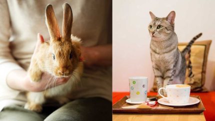 Exploring Bangalore’s Wild Side: 6 Purrfect Places For Animal Lovers In Bangalore Ft. Rescue Farm, Aquarium & More