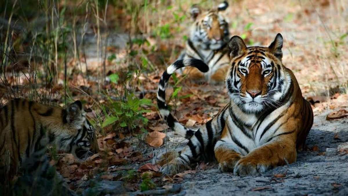 Why Bor, India’s Smallest Tiger Reserve, Is More Significant Than We Give It Credit For