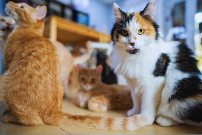 places for animal lovers in bangalore 