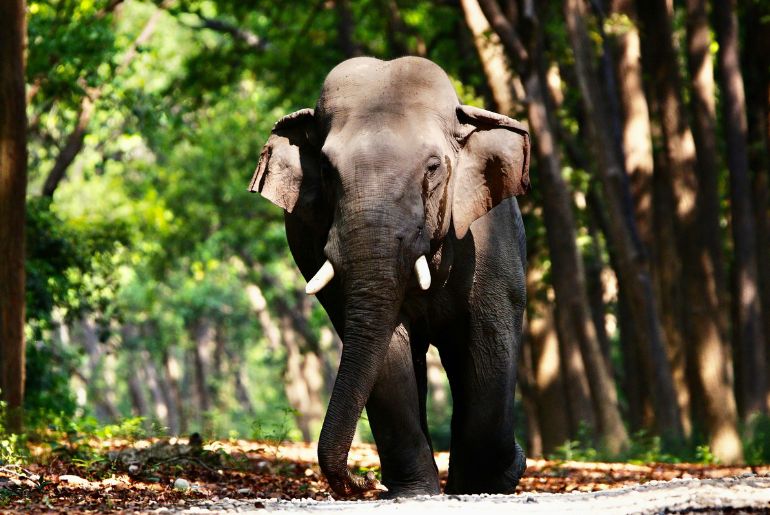 Animals in Kabini Wildlife Sanctuary