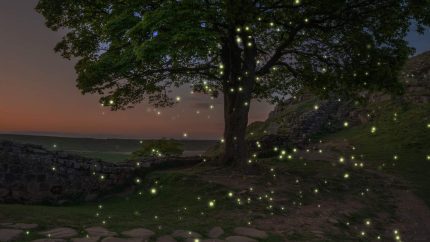 10 Top Places To See Fireflies Before They Go Extinct