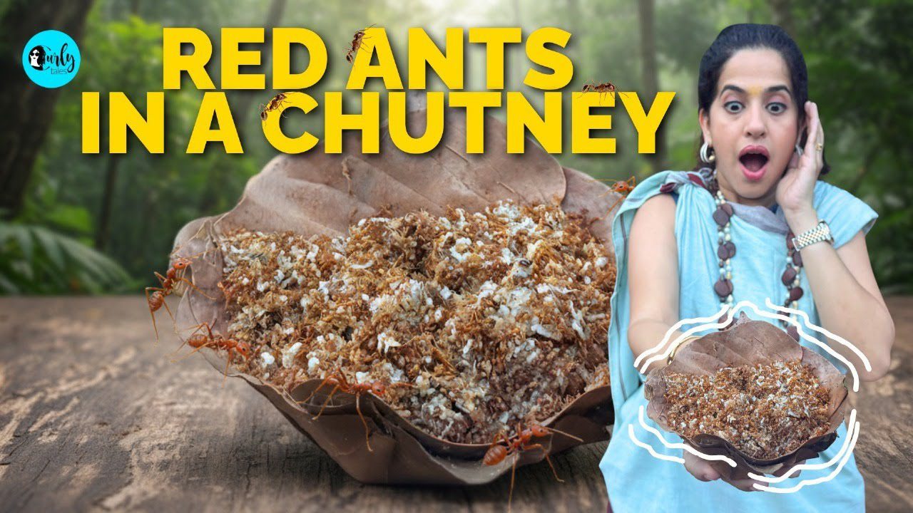 I Ate World’s Best Chutney Made Of RED ANTS In Chhattisgarh