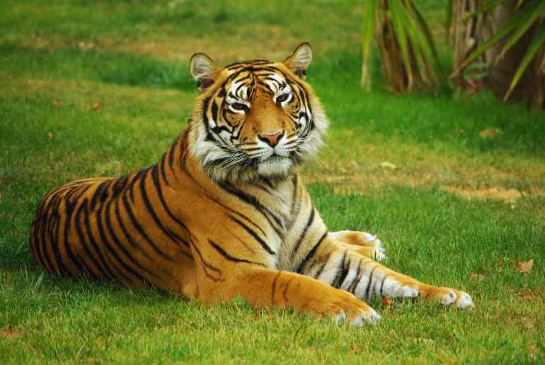 places for animal lovers in bangalore 