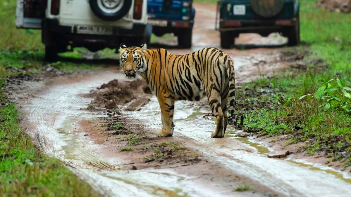 Tiger Safaris Only In Buffer Zones & Night Tourism Banned: Supreme Court’s New Wildlife Rules