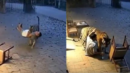 Tiger Attack At Brahmapuri: Viral Video Shows “Friendly Tiger” Giving Water To The Guard