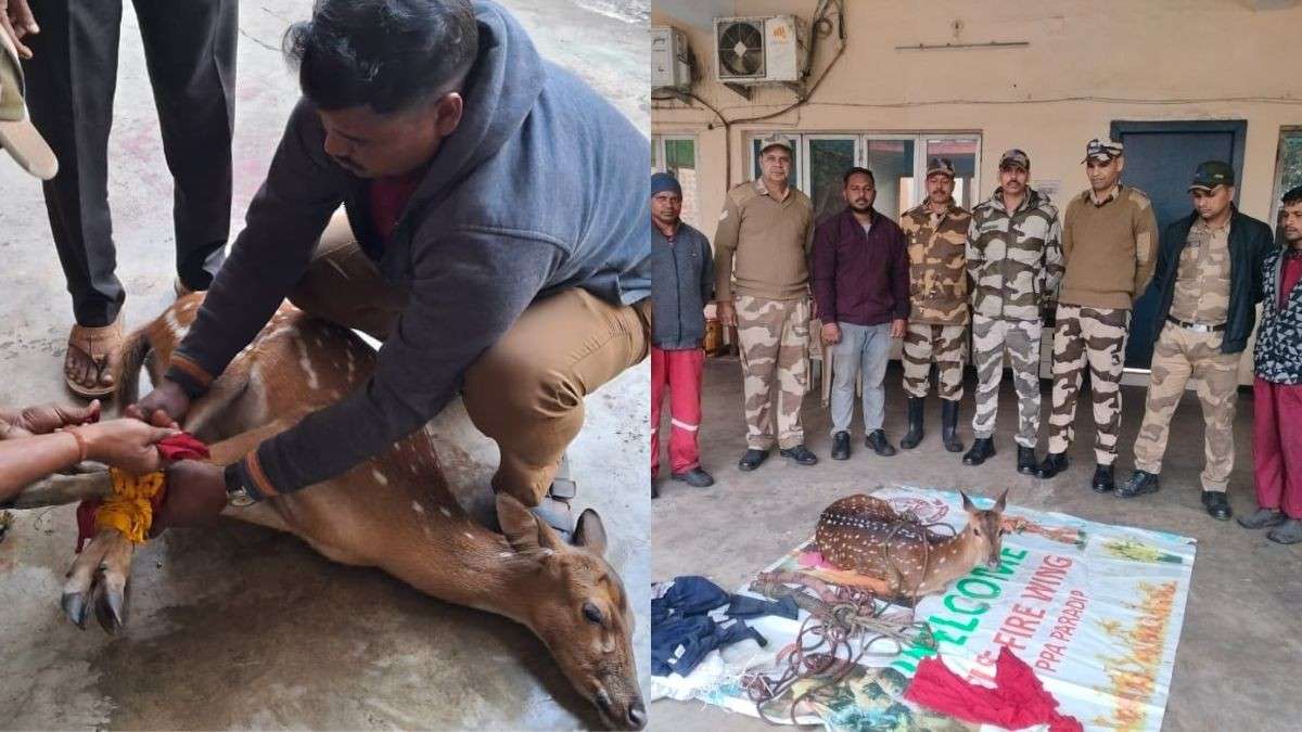 Braving The Cold, CISF Team Rescues A Vulnerable Deer At Paradip Port In Odisha
