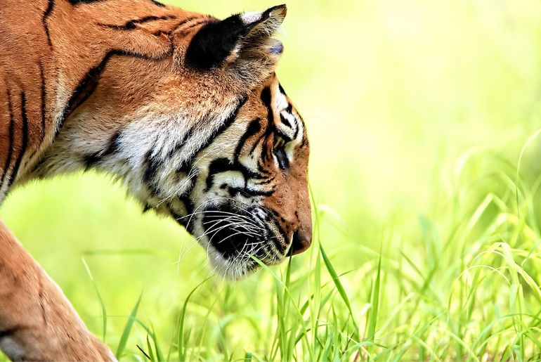 Tiger Reserves In India