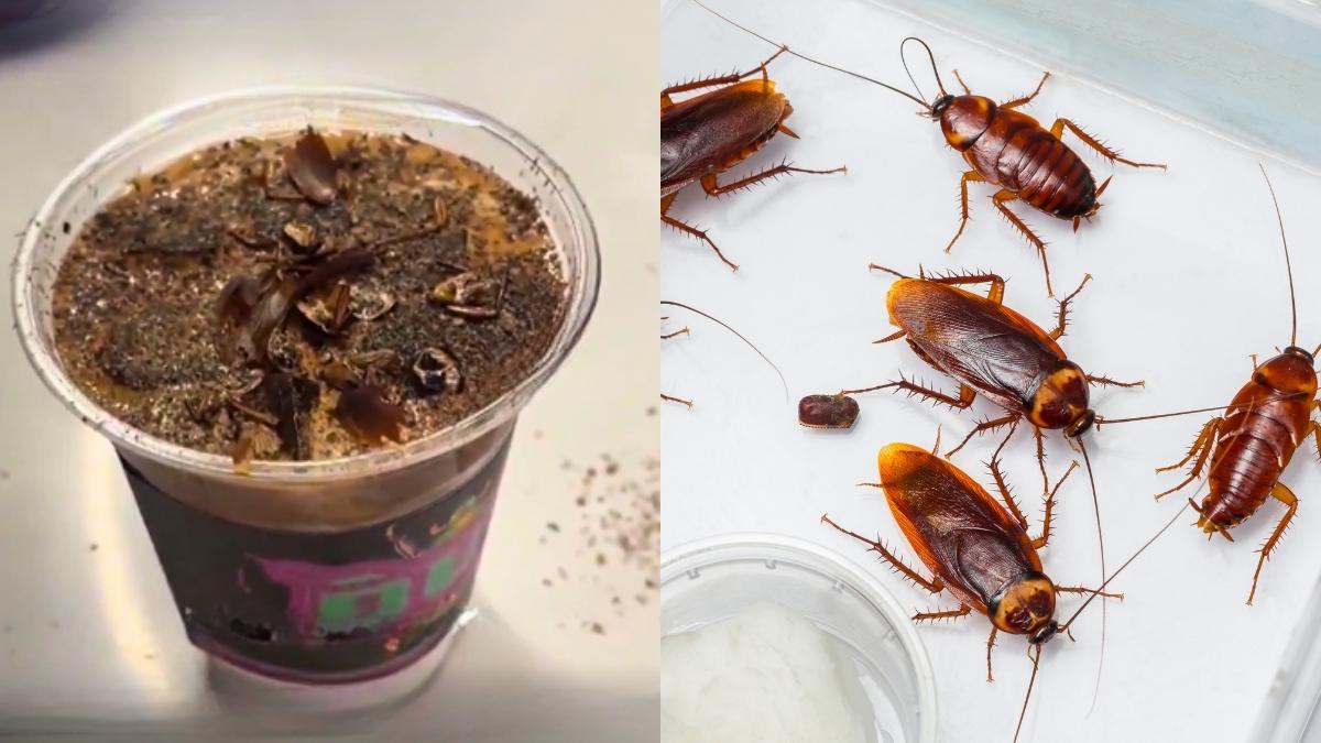 Cockroach On Coffee, For ₹570, Is A Legit Drink At China Museum; There Are Ant Drinks Too!
