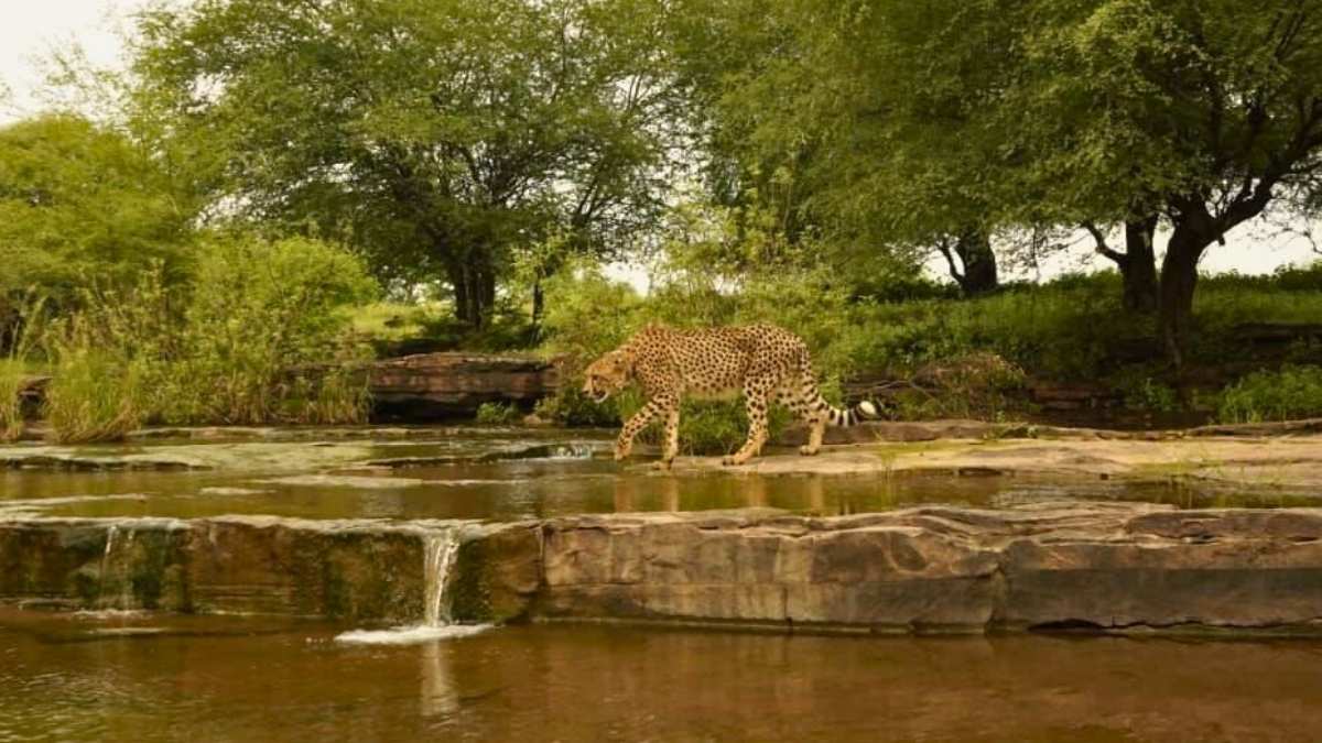 International Cheetah Day: PM Modi Praises MP’s Cheetah Conservation At Kuno & Gandhi Sagar