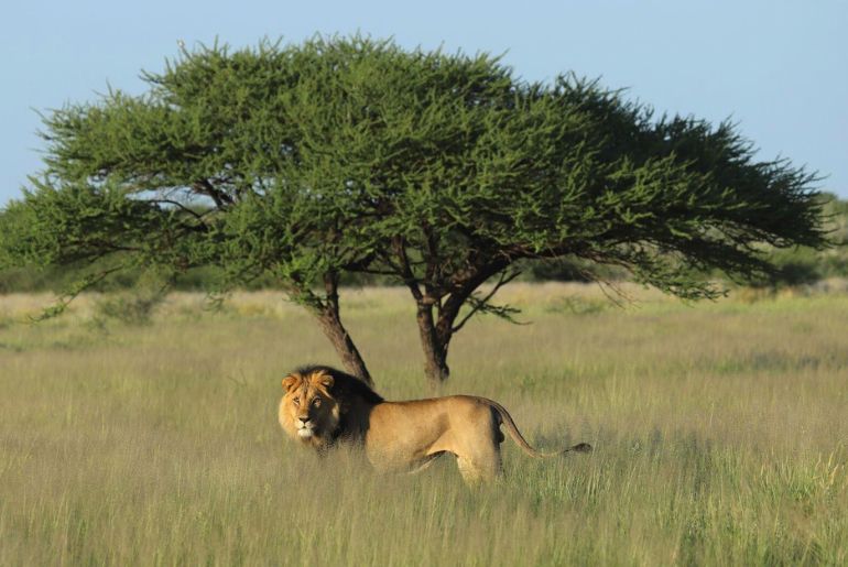 wildlife experiences India