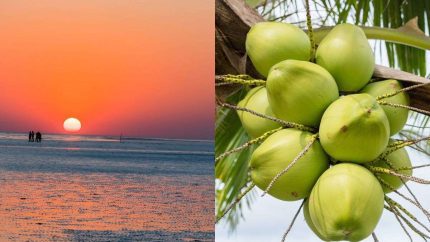 Not South India, Gujarat Is A Major ‘Coconut Producing State’; Supplies 40% Coconuts To North
