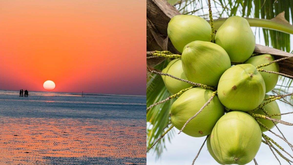Not South India, Gujarat Is A Major ‘Coconut Producing State’; Supplies 40% Coconuts To North
