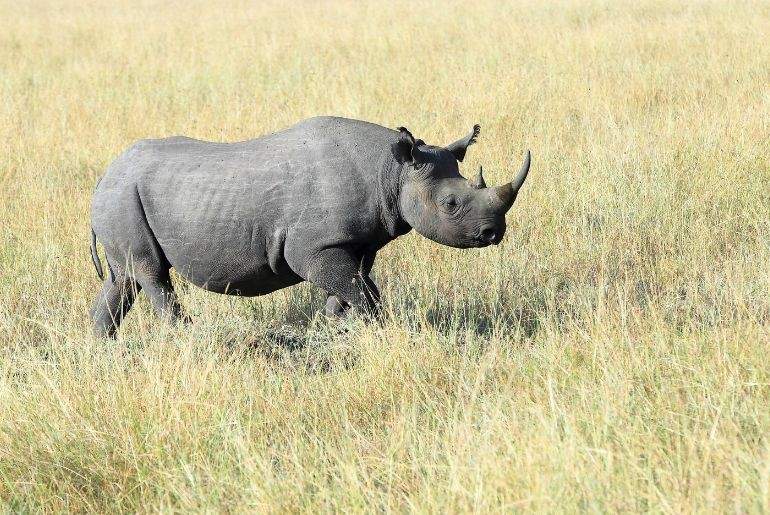 wildlife experiences India