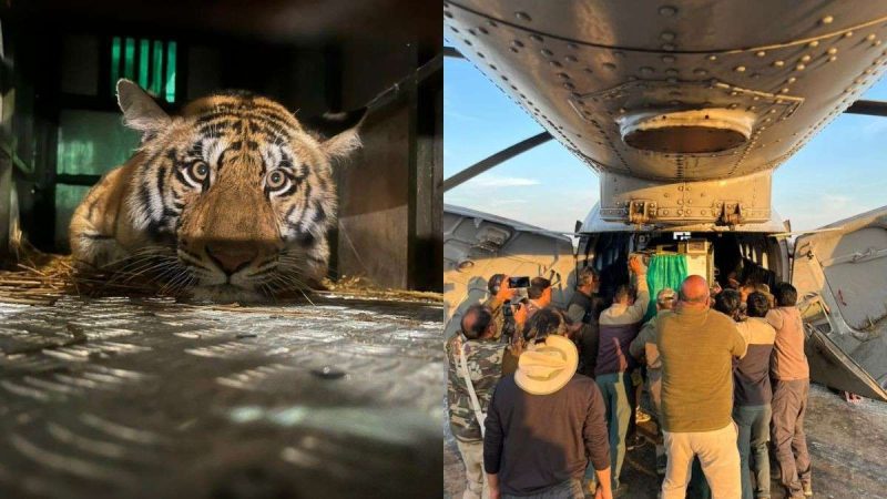 In Pics: 3-YO Tigress Gets Airlifted From MP’s Pench To Rajasthan’s Vishdhari Tiger Reserve
