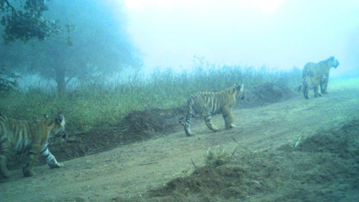 Ranthambore Tigress Becomes First-Time Mom, Gives Birth To 3 Cubs Taking The Total To 19