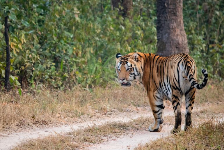 Tiger Reserves In India