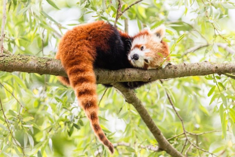 Red Pandas in India