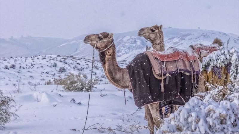 After 30 Years, Saudi Arabia Receives Snowfall, Transforming The Desert Into A Winter Wonderland