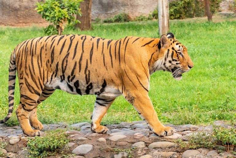 Tiger Reserves In India