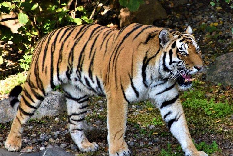 wildlife experiences India