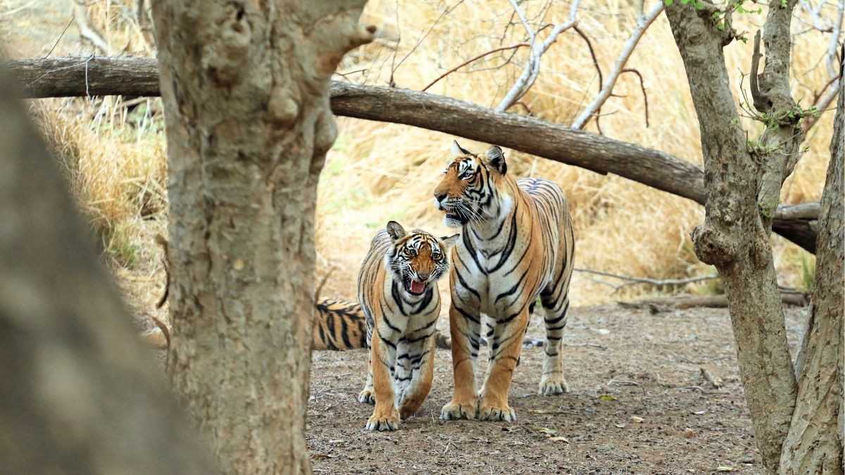 5 Best Tiger Reserves In India Where Sighting Chances Are High!
