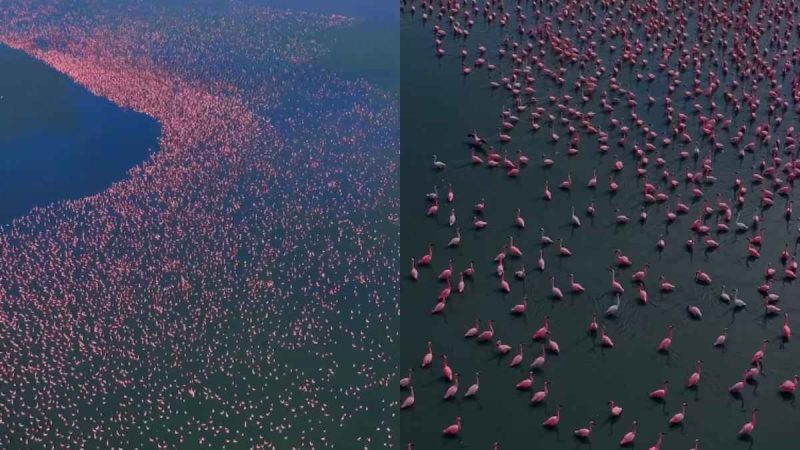 Rajasthan’s Sambhar Lake Turns Pink With Arrival Of 2 Lakh Flamingos; How & When To Visit